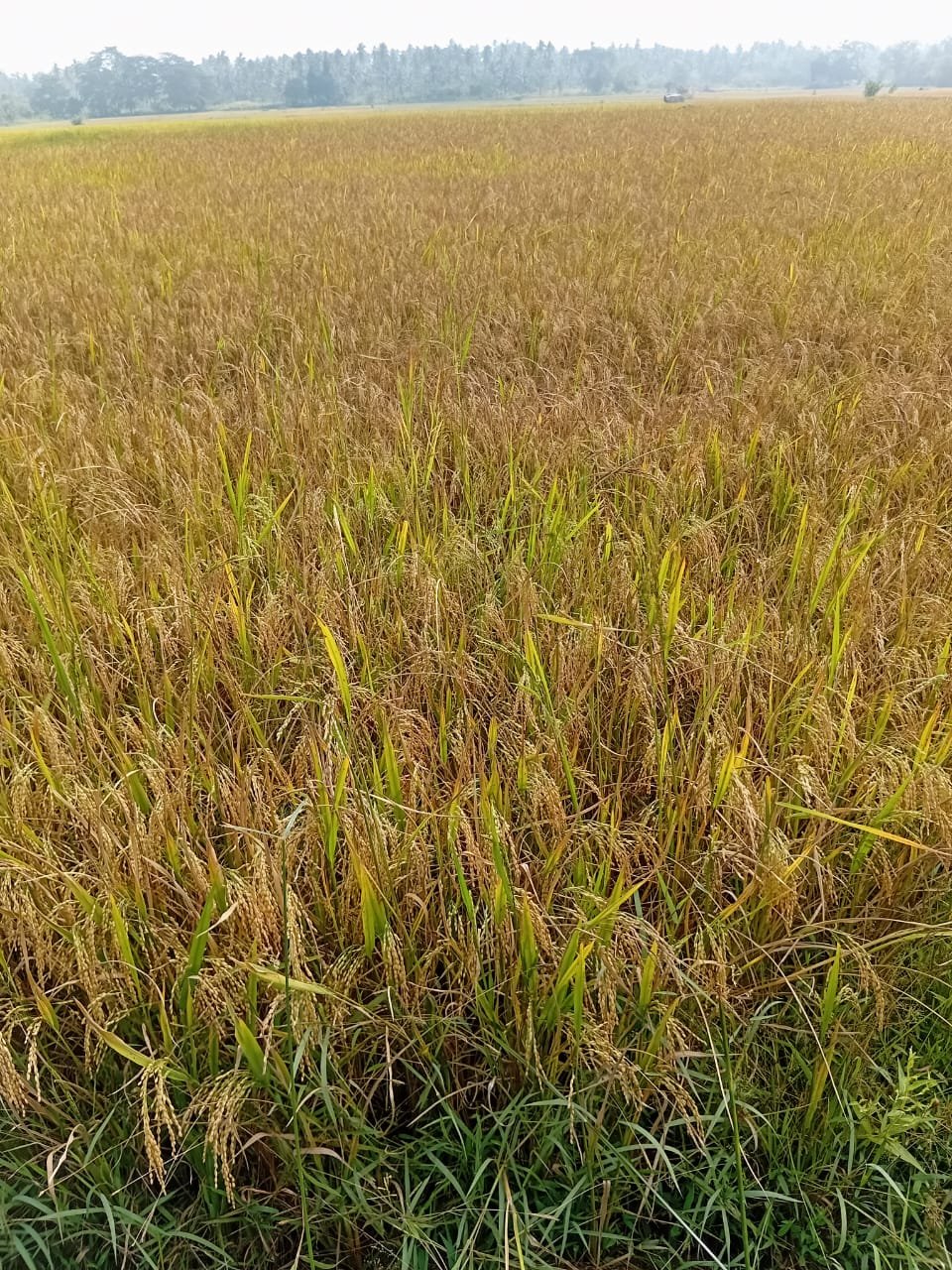 කුලියාපිටිය නක්කාවත්ත වත්තක් විකිණිමට 